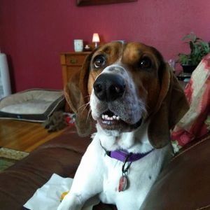 Meet your Posher, Steve